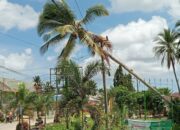 Lumpu PLN Diseruway Padam, Pohon Kelapa Tumbang Mengenai Kabel 3