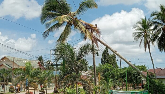 Lumpu PLN Diseruway Padam, Pohon Kelapa Tumbang Mengenai Kabel 3