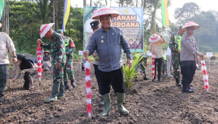 Untuk Perluas Areal Tanam Padi Diaceh Tamiang, Memanfaatkan Lahan Program PSR