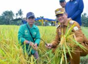 Panen Raya Padi Nasional, Bupati Armia :  Terima Kasih Petani Aceh Tamiang