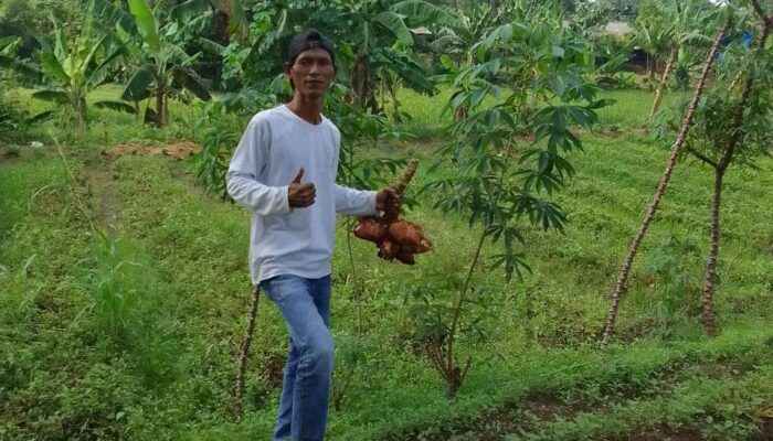 RT 03 Desa Sodong Siap Tampil Hebat di Lomba Desa Tingkat Provinsi: Gotong Royong dan Inovasi Hasil Bumi Jadi Andalan