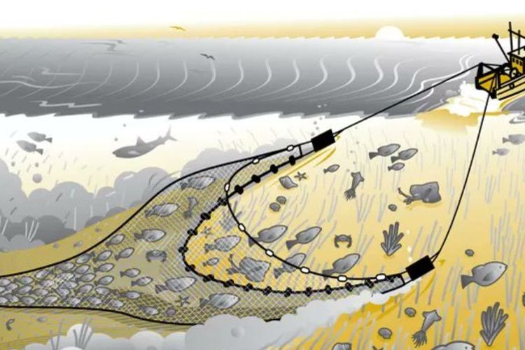 Poto : Ilustrasi cara pengunaan pukat harimau menangkap ikan didasar laut. Dok : Google/SWARA45.COM/Afrizal)
