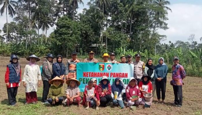 Dukung Ketahanan Pangan, Polres Tanggamus Tanam Jagung di Gunung Alip