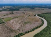 Ratusan Hektar Kawasan Hutan LIndung di Aceh Tamiang Terang – terangan Dibabat Menjadi Kebun Sawit