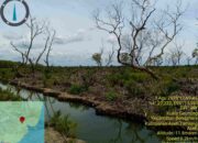 Diaceh Tamiang, Ratusan Hektar Hutan Lindung Mangrove Alur Cina di Alih Fungsikan Secara Ilegal