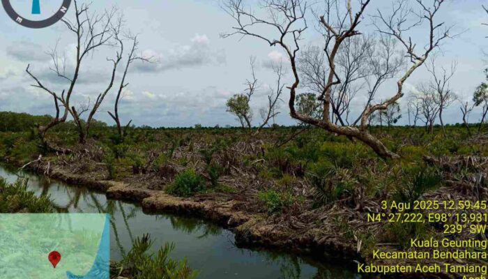 Diaceh Tamiang, Ratusan Hektar Hutan Lindung Mangrove Alur Cina di Alih Fungsikan Secara Ilegal