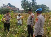 Kapolresta Tangerang Tinjau Perkembangan Penanaman Jagung Hibrida di Desa Buniayu Kecamatan Sukamulya