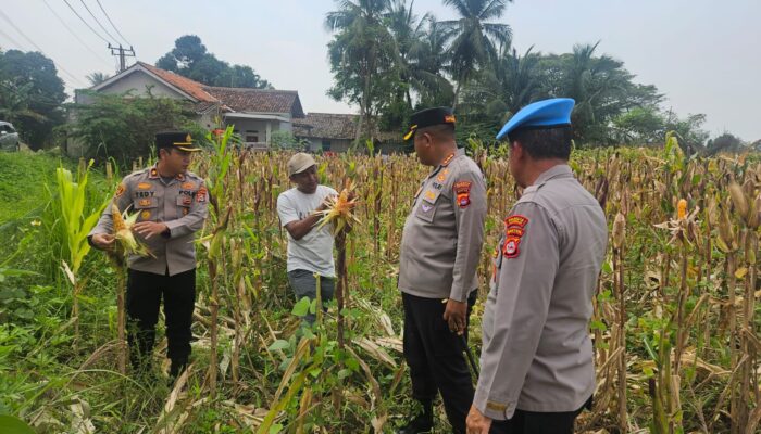 Kapolresta Tangerang Tinjau Perkembangan Penanaman Jagung Hibrida di Desa Buniayu Kecamatan Sukamulya