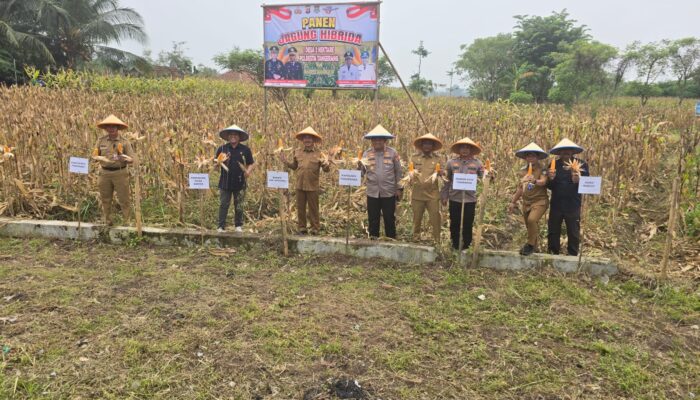 Kades Buniayu Dampingi Kapolres Tangerang dan Kapolsek Balaraja Panen Jagung Hibrida di Lahan Dua Hektar