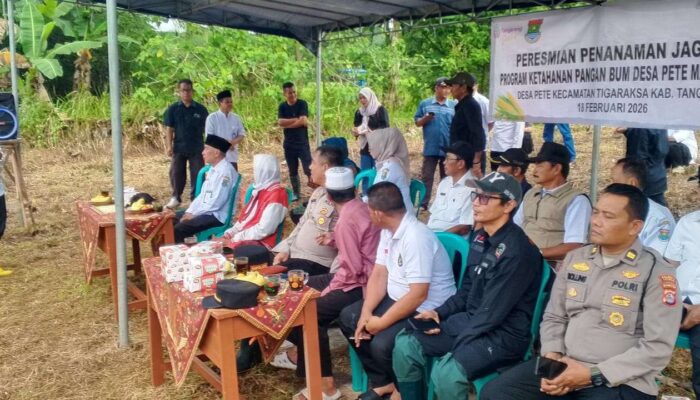 BUMDes Pete Maju Bersama Resmikan Penanaman Jagung Hibrida, Dorong Ketahanan Pangan dan Ekonomi Desa