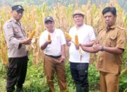 Kapolsek Kresek Pimpin Panen Jagung Hibrida di Desa Cipaeh Gunung Kaler, Dukung Program Ketahanan Pangan
