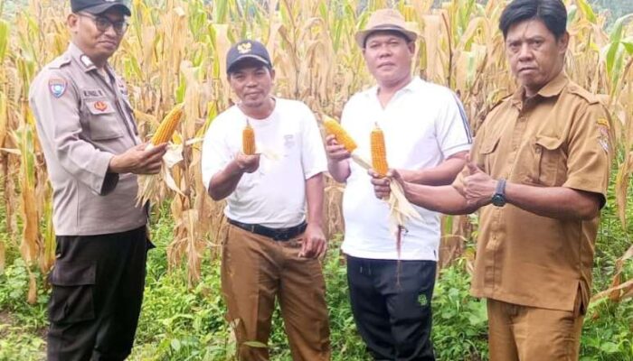 Kapolsek Kresek Pimpin Panen Jagung Hibrida di Desa Cipaeh Gunung Kaler, Dukung Program Ketahanan Pangan