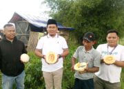 Dari Uji Coba ke Panen, Kades Bojongloa Jadi Penggerak Budidaya Melon di Kampung Janur ‎