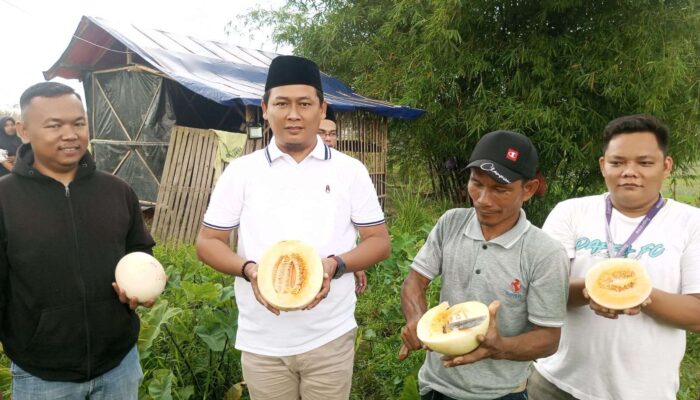 Dari Uji Coba ke Panen, Kades Bojongloa Jadi Penggerak Budidaya Melon di Kampung Janur ‎