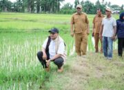 Pemkab Aceh Tamiang Kebut Perecapatan Rehabilitasi dan Rekonstruksi Lahan Pertanian